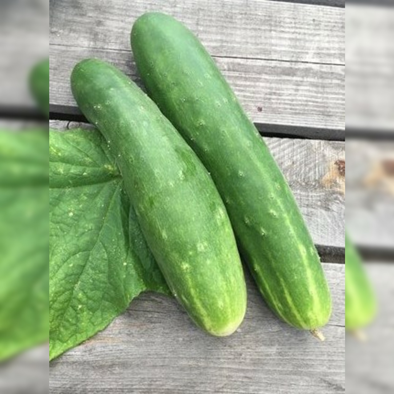 Gurkensamen-Set „Freilandgurken“ - 3 BIO-Sorten [samenfest]