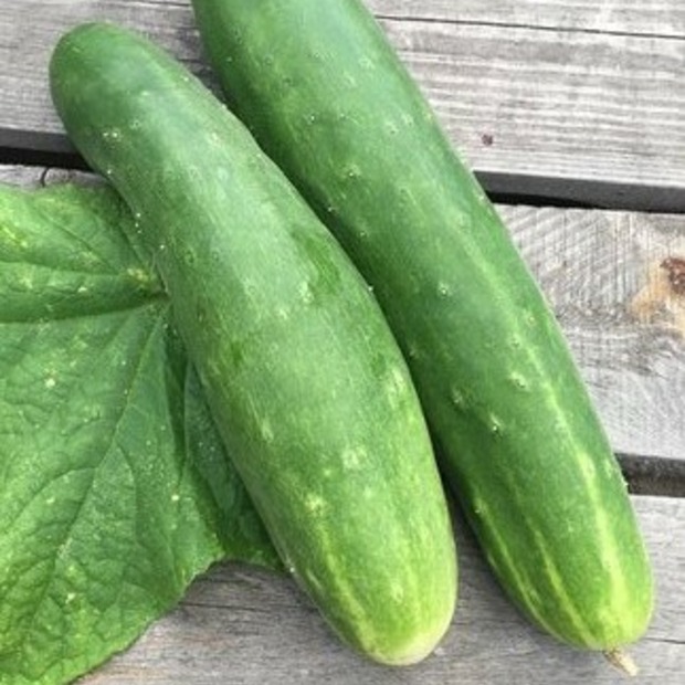 Gurkensamen-Set „Freilandgurken“ - 3 BIO-Sorten [samenfest]