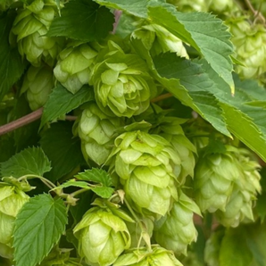 Echter Hopfen - BIO-Hopfensamen [samenfest]
