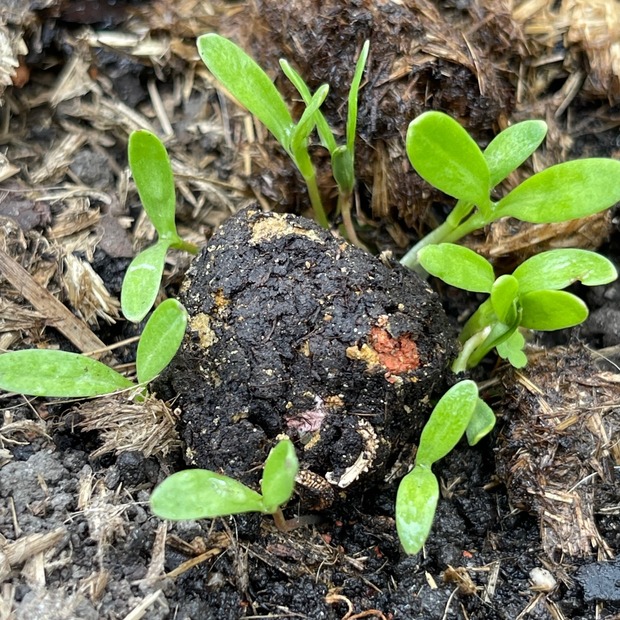 "Bienenweide" Samenbomben mit Bio Saatgut