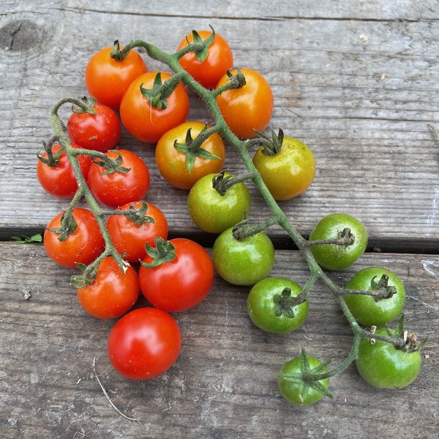 Tomate „Amore“ - BIO-Tomatensorte [samenfest]