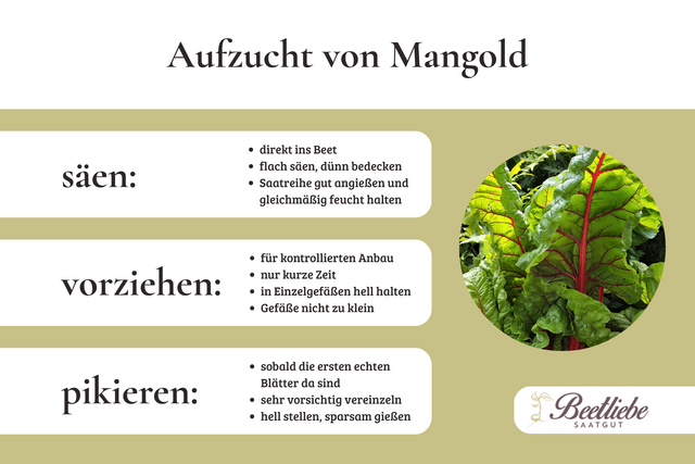 Anzucht und Pflege von buntem Mangold im Gartenbeet