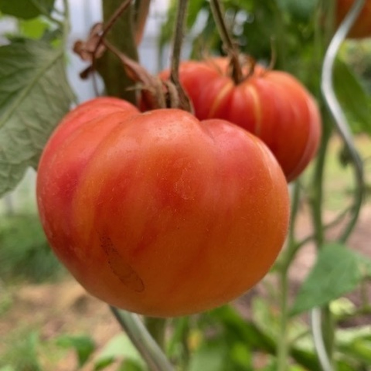 Tomate "German Gold" - BIO-Tomatensorte [samenfest]