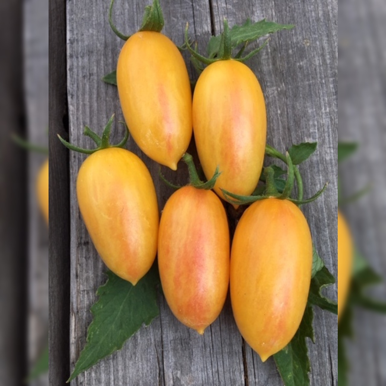 BIO Tomatensamen Set