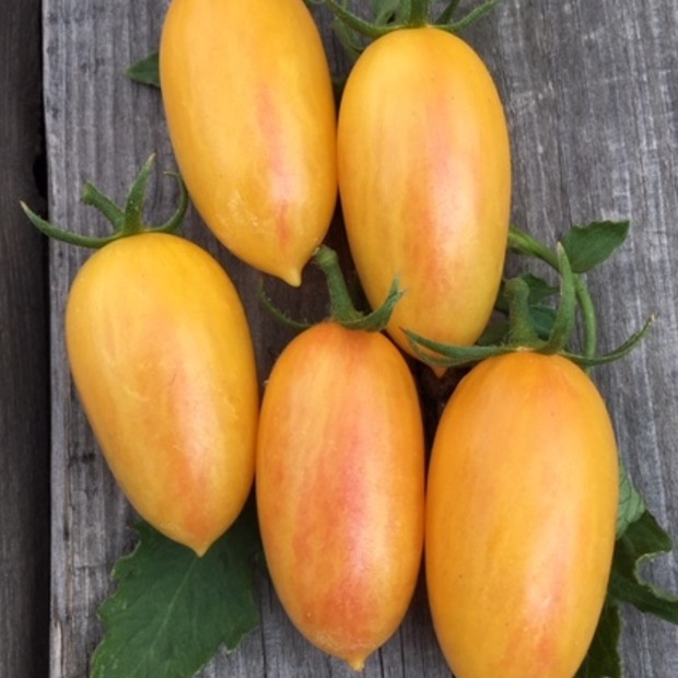 BIO Tomatensamen Set