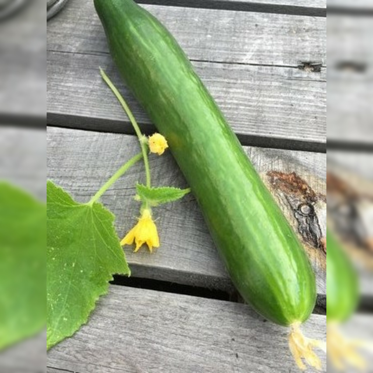 Gurkensamen-Set "Gewächshausgurken" - 3 BIO-Sorten [samenfest]