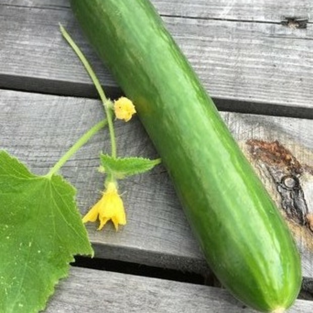 Gurkensamen-Set "Gewächshausgurken" - 3 BIO-Sorten [samenfest]