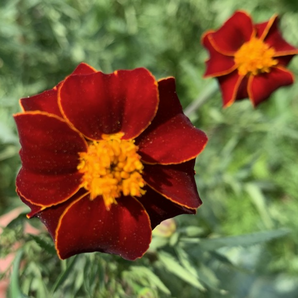 "Tagetes" - BIO-Blumensamen [samenfest]
