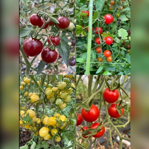 BIO Tomatensamen Set