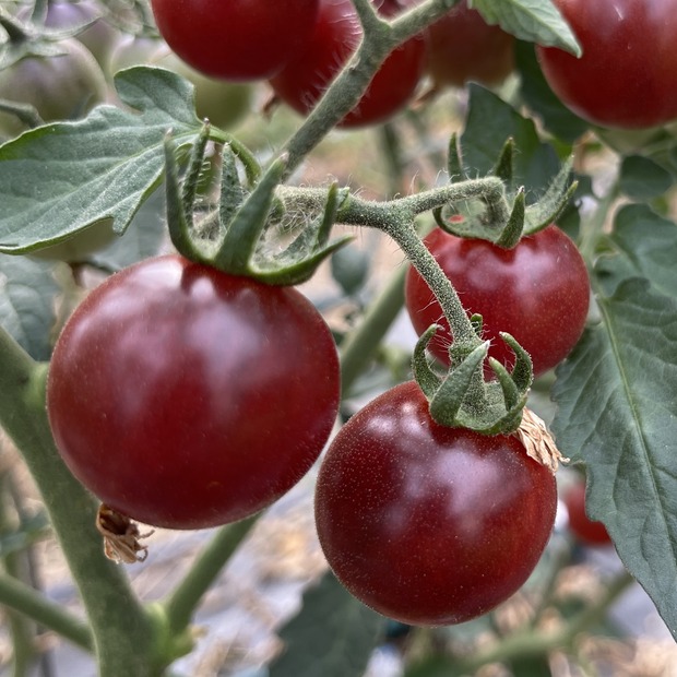 Tomate "Blue Pitts" - BIO-Tomatensorte [samenfest]