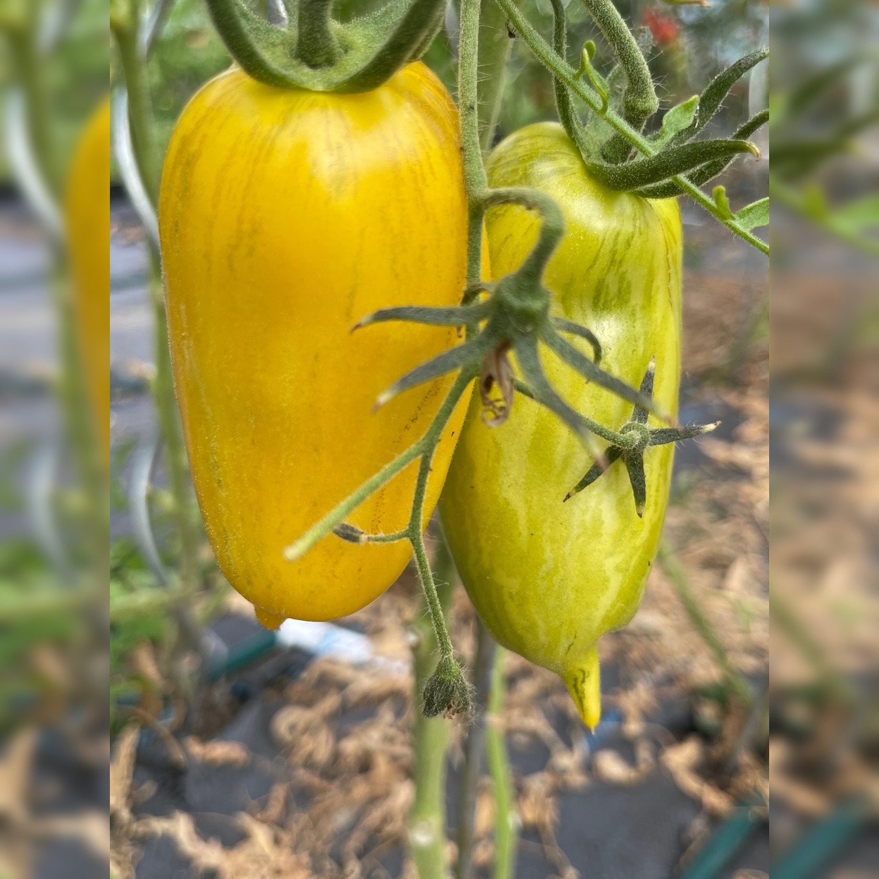 Tomate "Striped Roman" - Bio-Tomatensorte [samenfest]