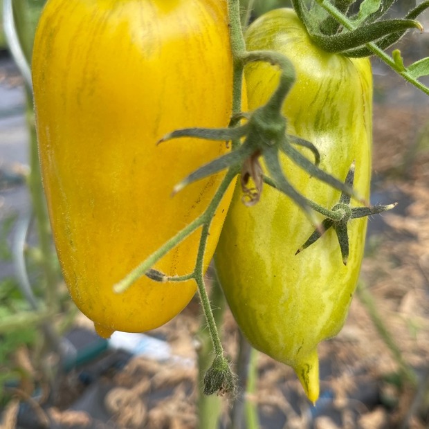 Tomate "Striped Roman" - Bio-Tomatensorte [samenfest]
