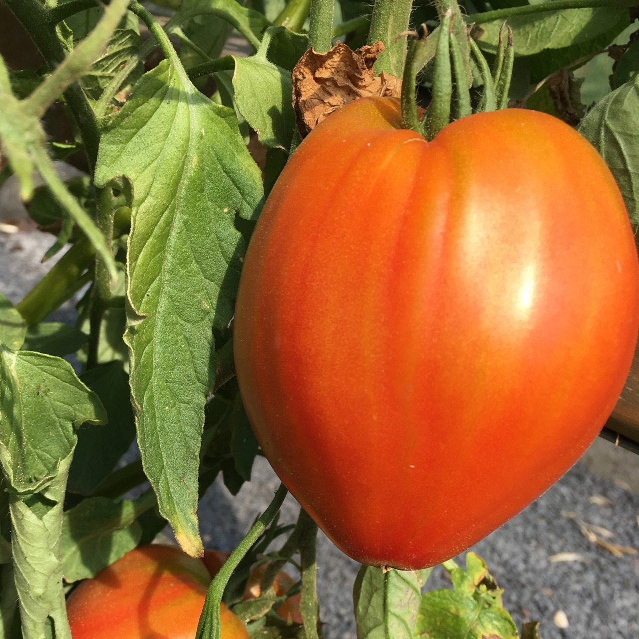 Tomate "Coeur de Boeuf" - BIO-Ochsenherz Tomate