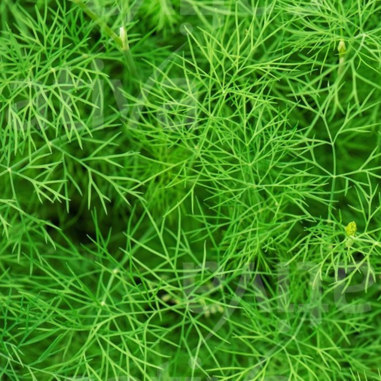 Dill - BIO-Kräutersamen [samenfest]