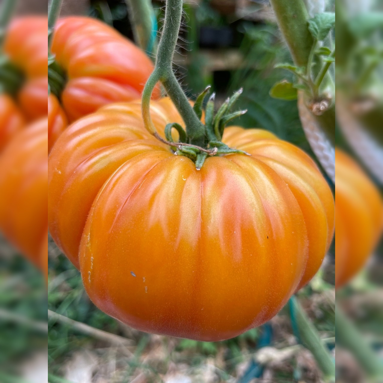 BIO Tomatensamen Set