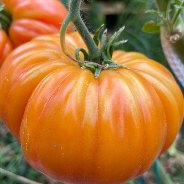 BIO Tomatensamen Set