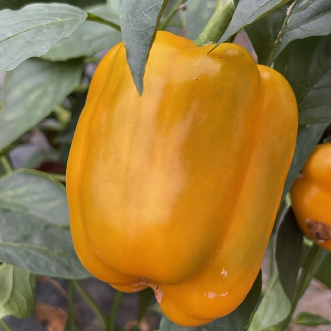 Paprika "Quadrato d´Asti Giallo" - BIO-Blockpaprika [samenfest]