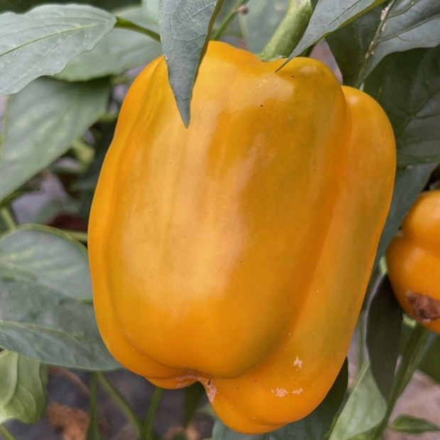 Paprika "Quadrato d´Asti Giallo" - BIO-Blockpaprika [samenfest]