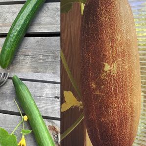 Gurkensamen-Set "Gewächshausgurken" - 3 BIO-Sorten [samenfest]