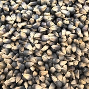 blauer Popcornmais - BIO-Maissorten (samenfest)