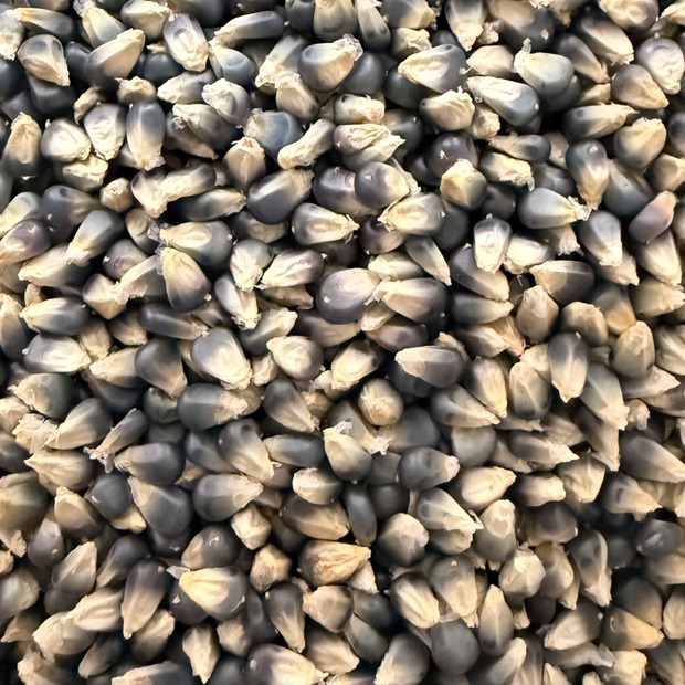 blauer Popcornmais - BIO-Maissorten (samenfest)