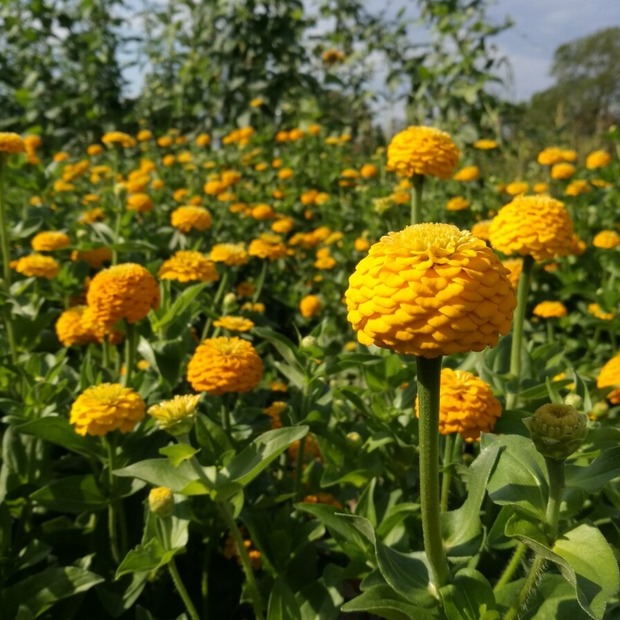 Zinnie gelb - BIO-Blumensamen