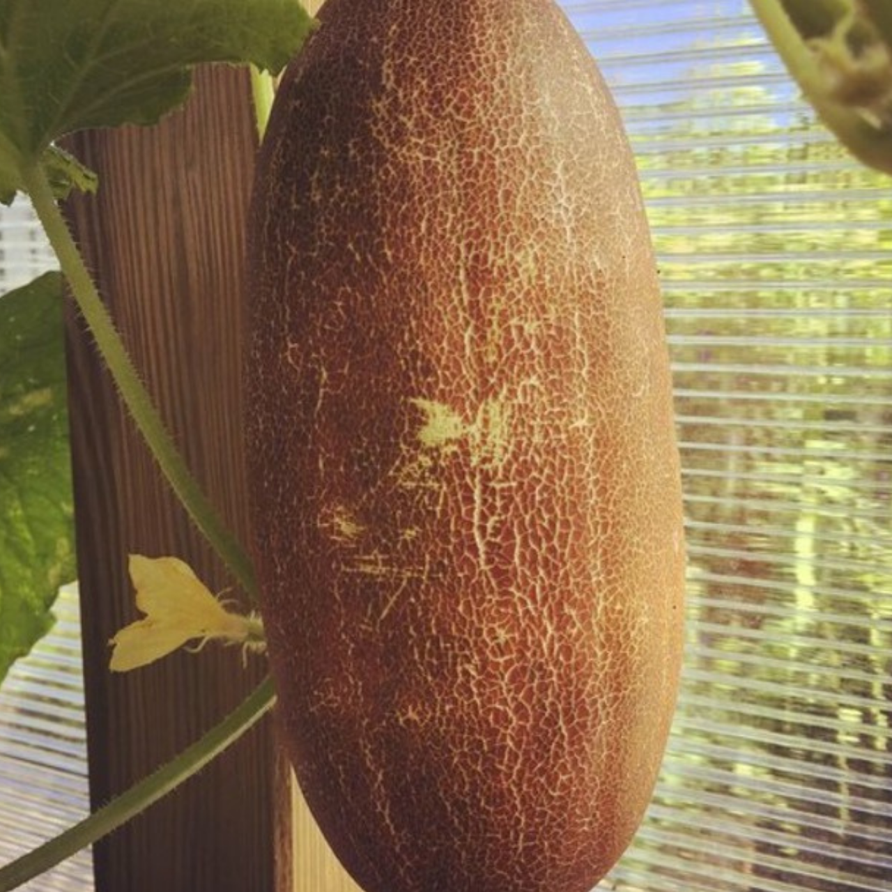 "De Sikkim" Braune indische Netzgurke - BIO-Samen [samenfest]