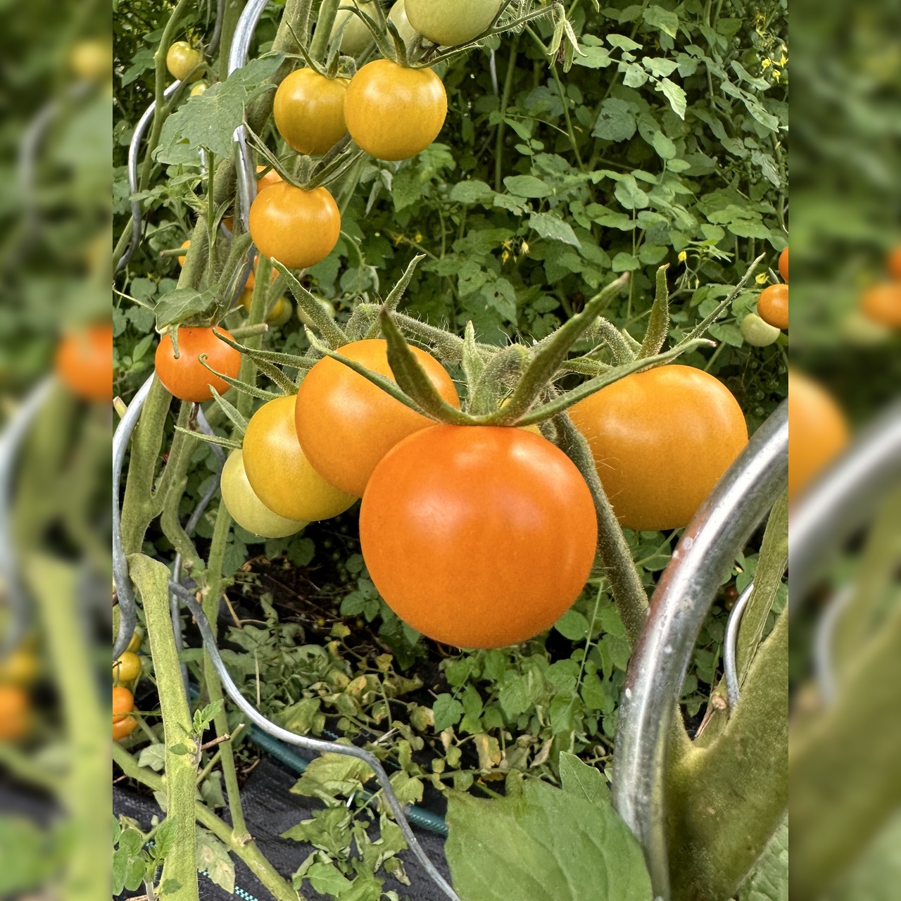 BIO Tomatensamen Set