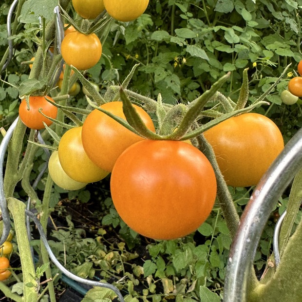 BIO Tomatensamen Set