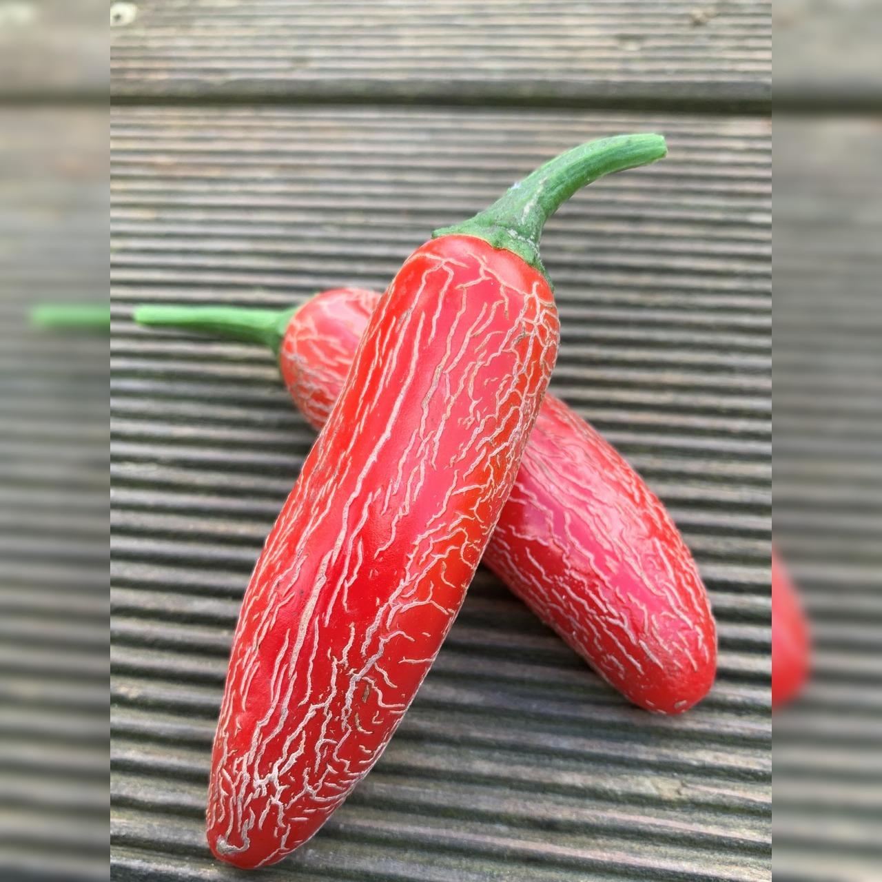 Anzucht-Set "Jalapenos" [51, 53]