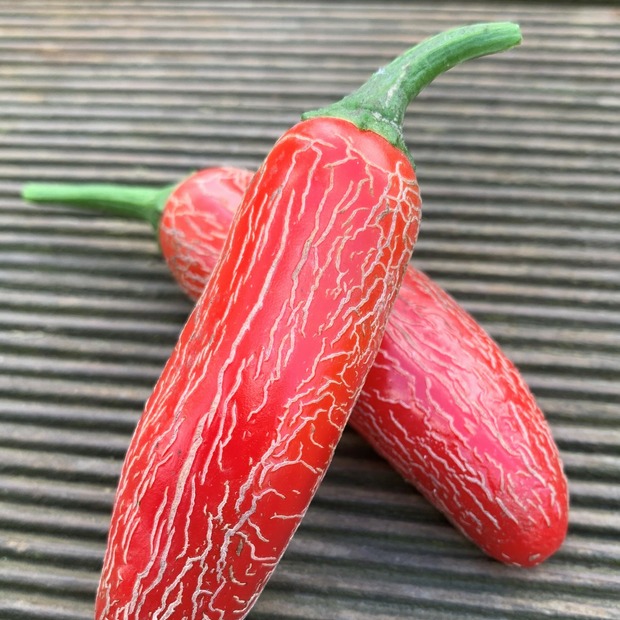 Anzucht-Set "Jalapenos" [51, 53]