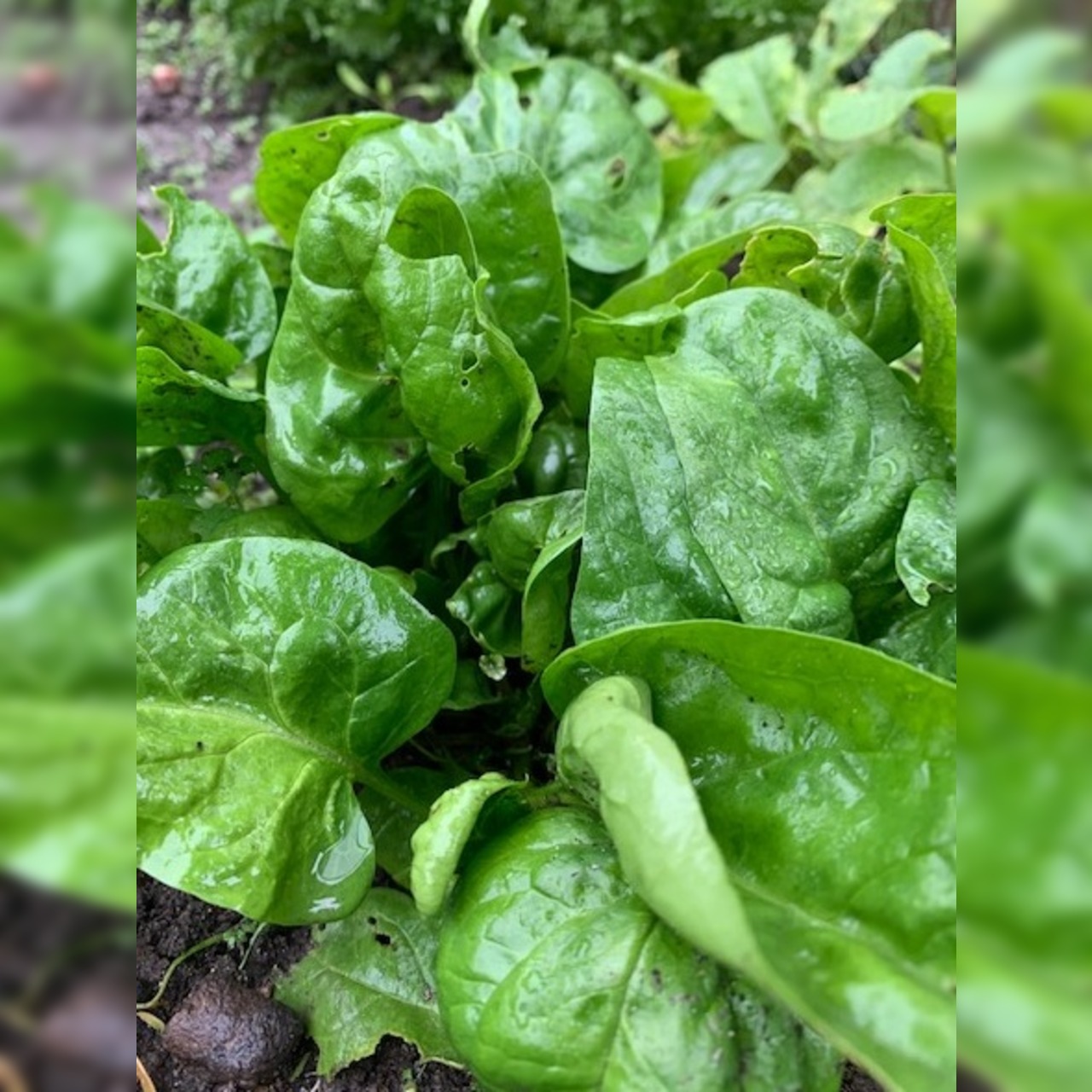 Blattspinat "Gamma" - BIO-Blattspinat [samenfest]