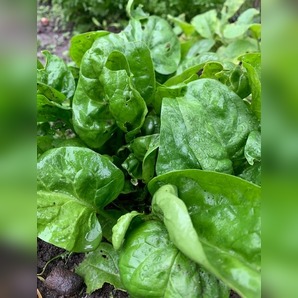 Blattspinat "Gamma" - BIO-Blattspinat [samenfest]