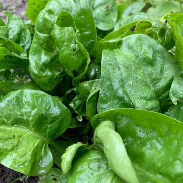 Blattspinat "Gamma" - BIO-Blattspinat [samenfest]