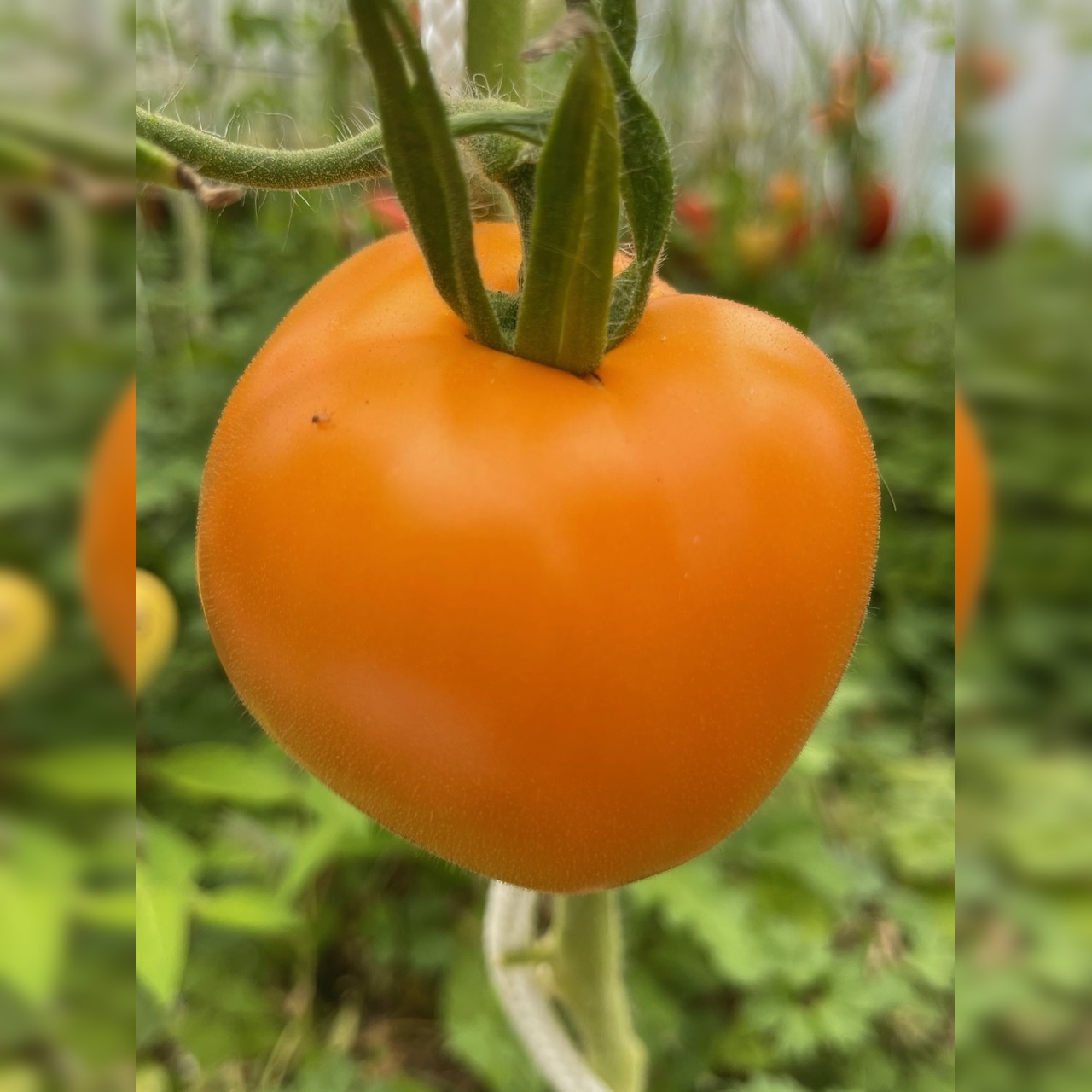 BIO Tomatensamen Set mittel