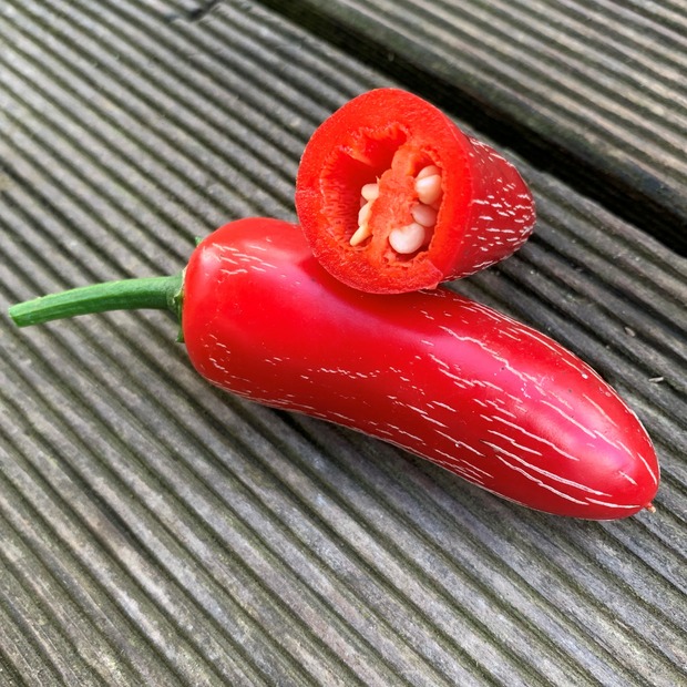 Gemüsesamen-Set "italienisches Gemüse" - 4 BIO-Sorten [samenfest]