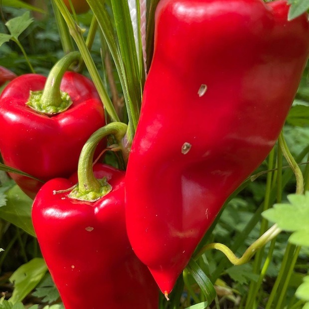 Paprika "Karmen" - BIO-Paprikasamen [samenfest]