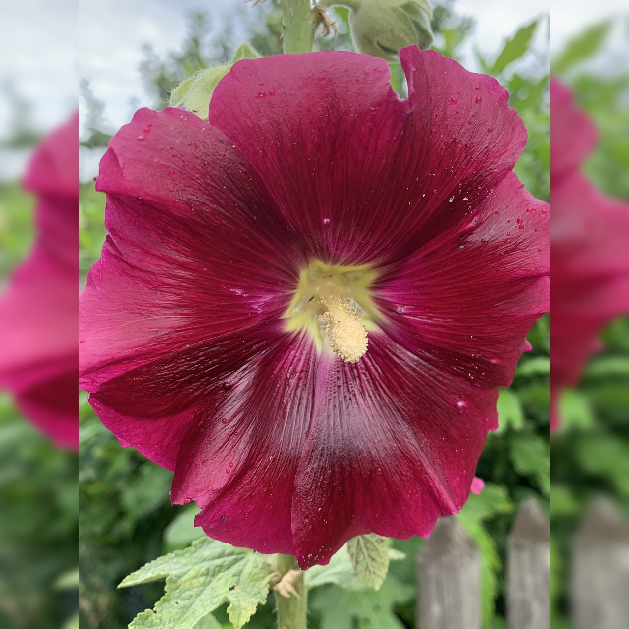 Stockrose "rot" - BIO-Stockrosensamen [samenfest]