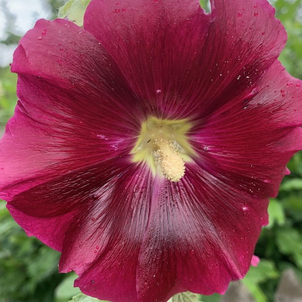Stockrose "rot" - BIO-Stockrosensamen [samenfest]
