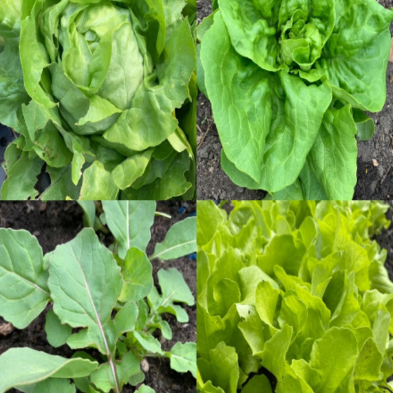 Gemüsesamen-Set „Gartensalat“ - 4 BIO-Sorten [samenfest]