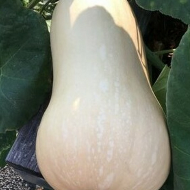 Butternut-Kürbis "Waltham" - BIO-Kürbisorten [samenfest]