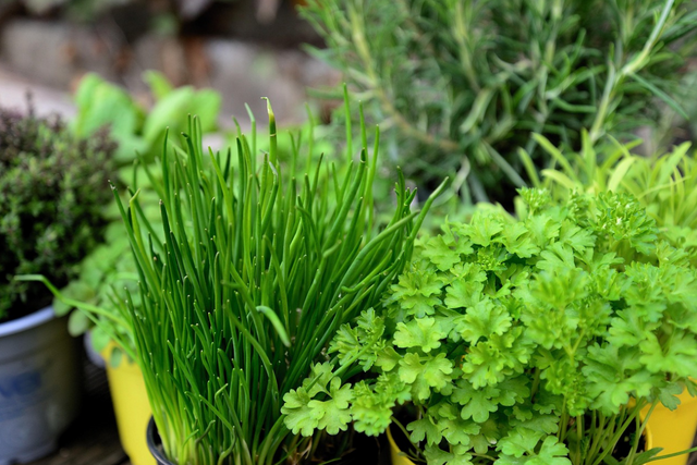 Bild von Kräuter zurückschneiden richtig: Basilikum, Lavend