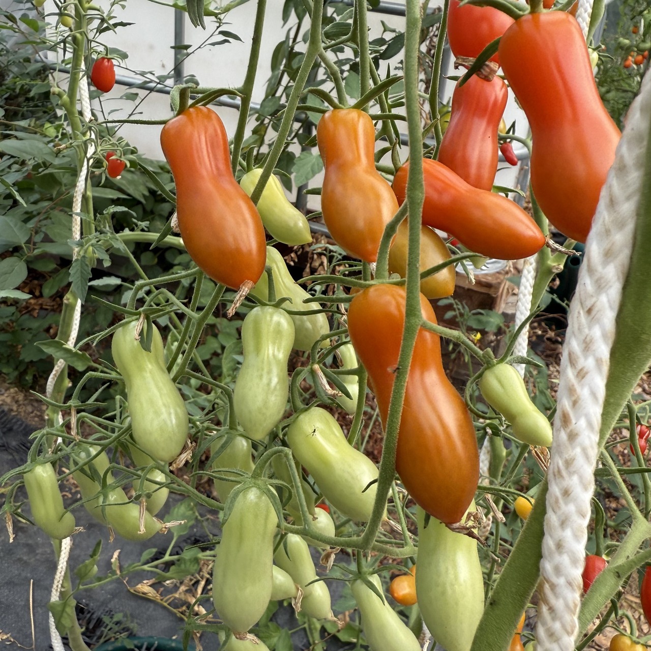 Tomate "Zauberstab" - BIO-Tomatensorte