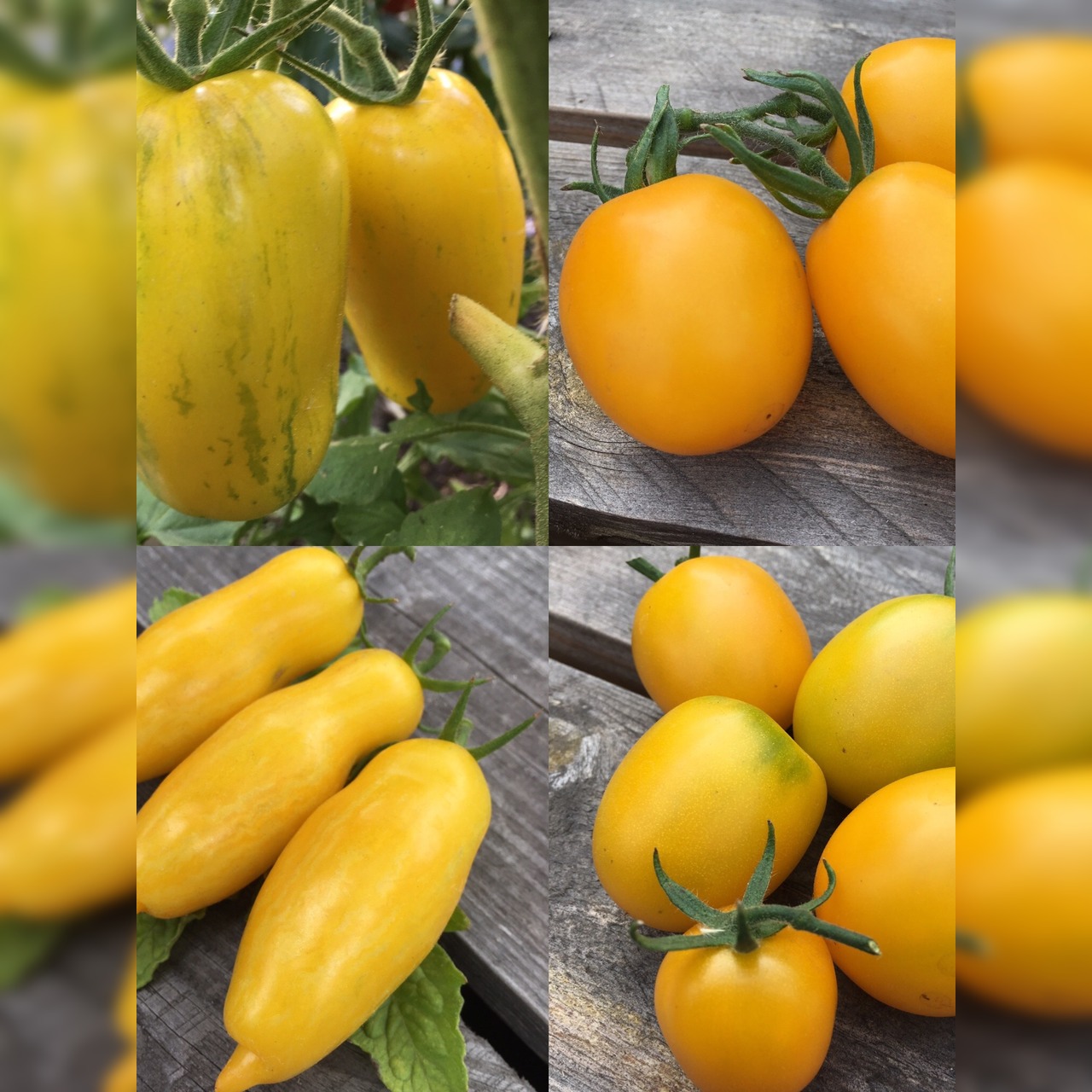 BIO Tomatensamen Set