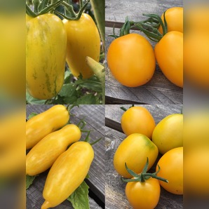 BIO Tomatensamen Set