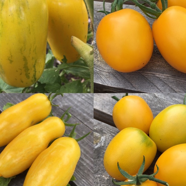 BIO Tomatensamen Set