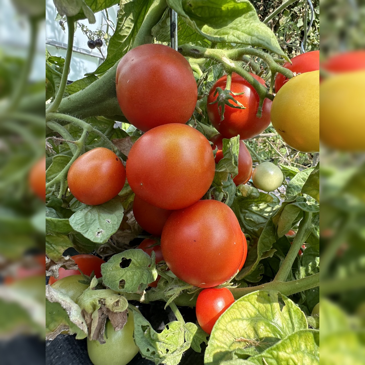 Tomate "Balkon Star" - BIO-Tomatensorte