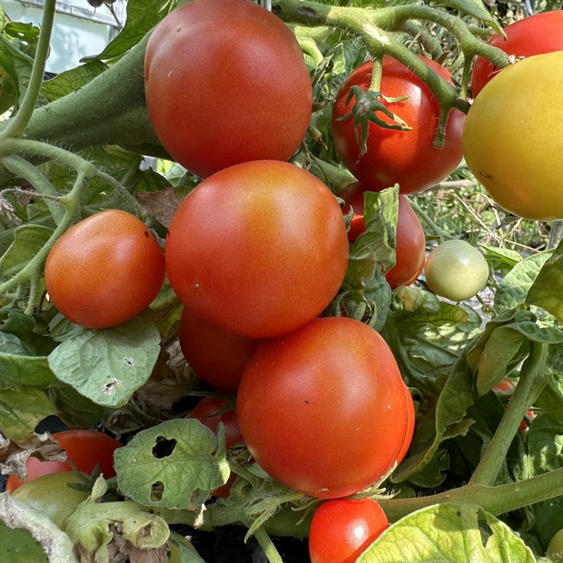 Tomate "Balkon Star" - BIO-Tomatensorte