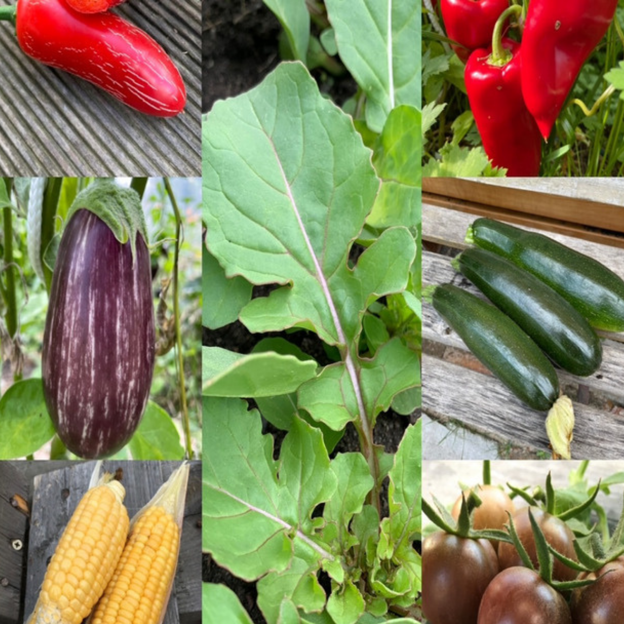 Gemüsesamen-Set "Grillgemüse" - 7 BIO-Gemüsesorten [samenfest]