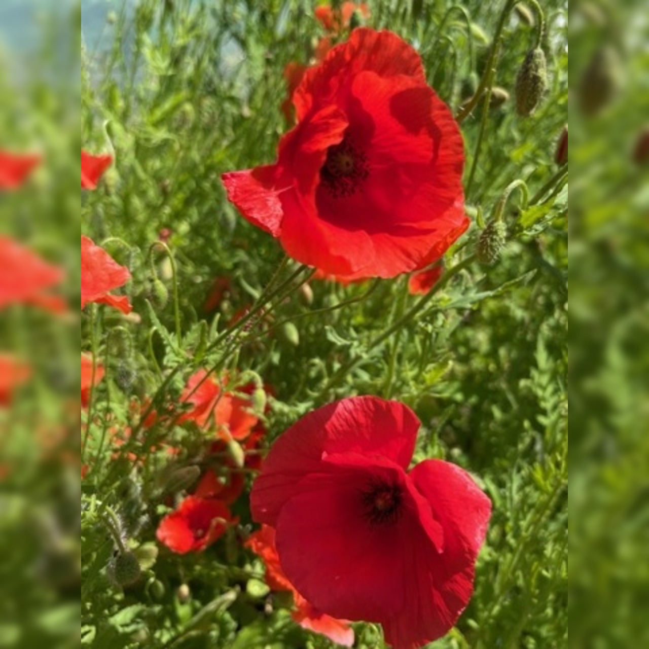 "Klatschmohn" - BIO-Blumensamen [samenfest]